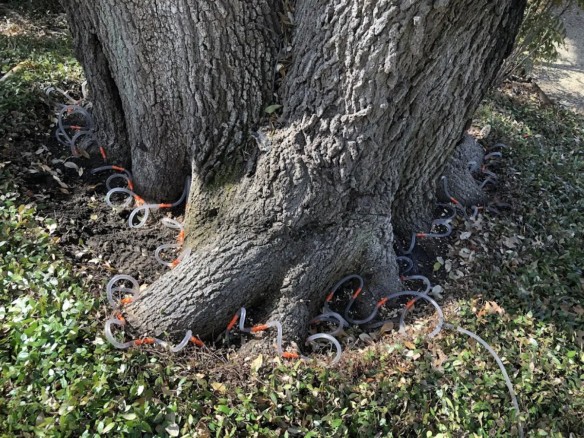 Detailed Tree Cabling and Bracing job site in Truesdale