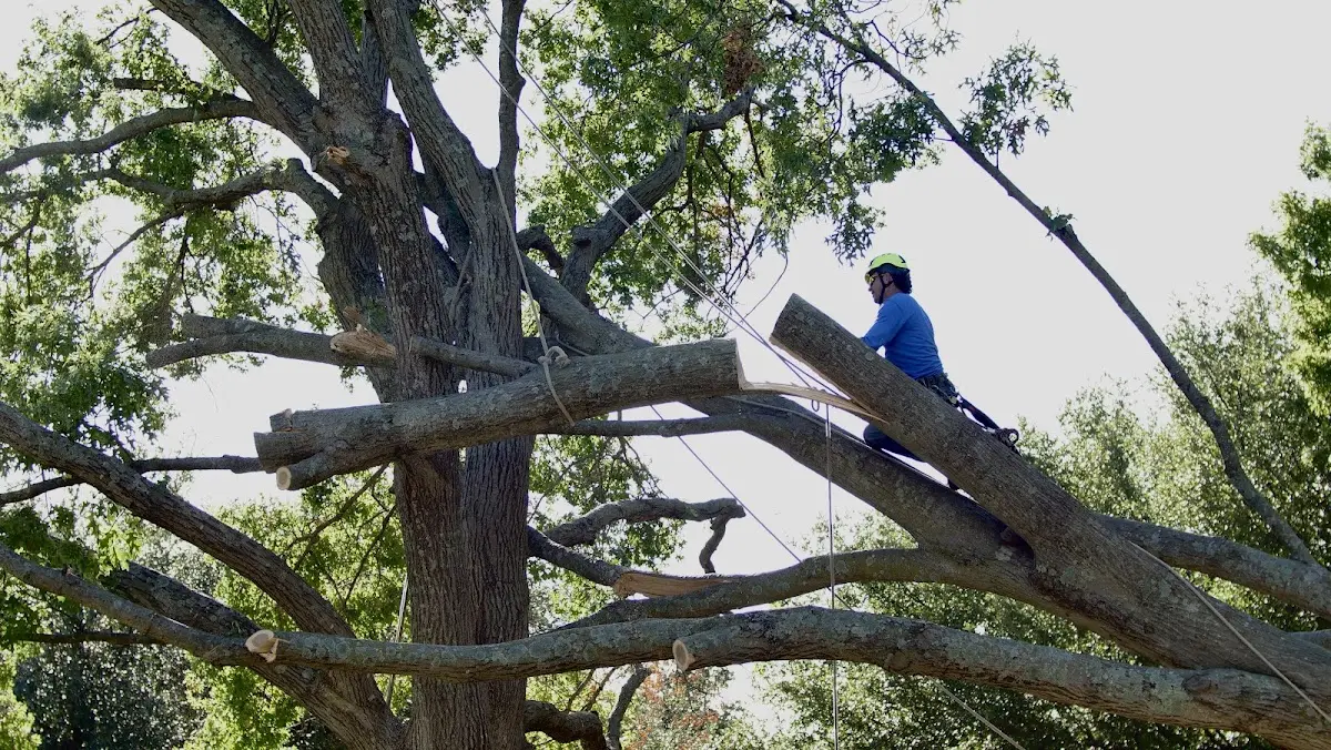 Professional Crown Thinning performed by certified arborists in Truesdale