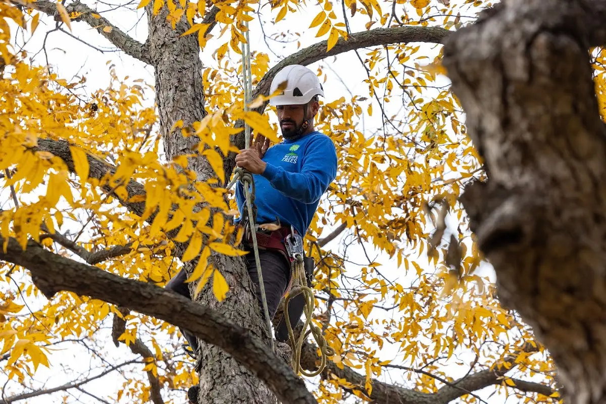 Skilled Storm Damage Cleanup crew working in Truesdale