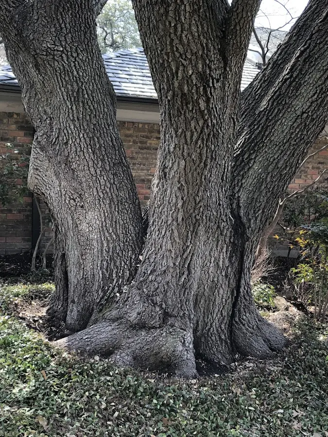 Mature heritage tree close to a Truesdale property cared for by certified arborists